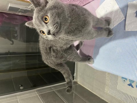 4 aylık british shorthair kedimiz çok akıllı ve uysaldır