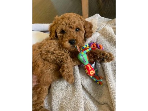 Toy poodle yavrularımız
