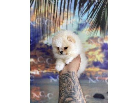 Irk ve sağlık garantili pomeranian