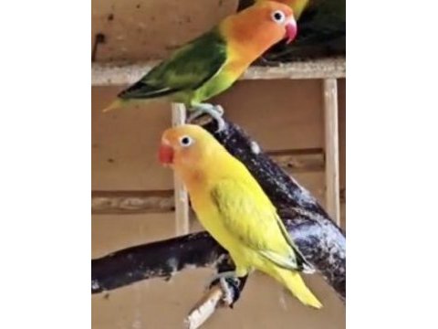 Yavru sevda papağanı