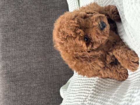 0 no toy poodle yavrumuz