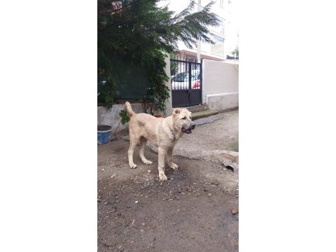 Kangal yavrusu