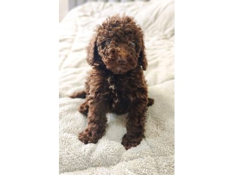 Çıkolatalı toy poodle bebekler