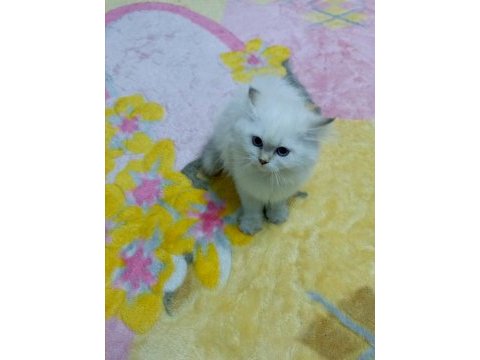 Safkan minik kediler