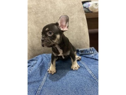 French bulldog bebekler