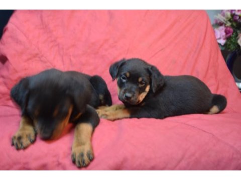 A klass rottweiler yavruları
