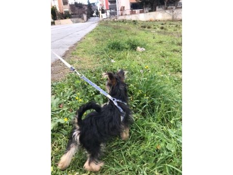 Eğitimli yorkshire terrier