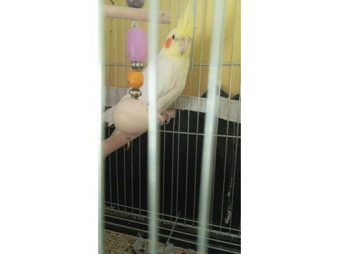 Çift yavru alınmış sultan papağanı