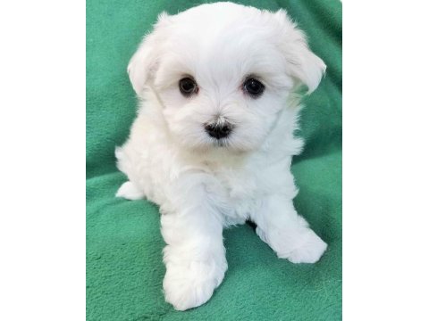 Maltese terrier yavrular aynı gün teslimat