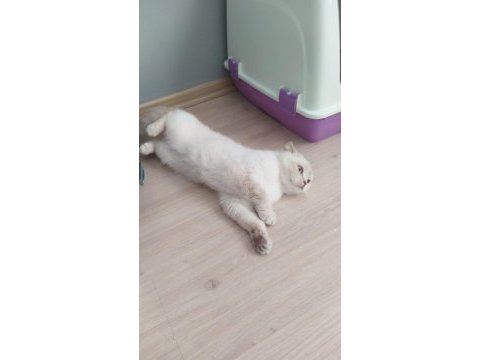1 yaşında dişi british shorthair