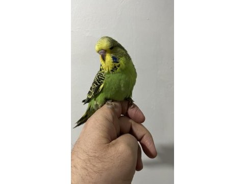 Şov muhabbet kuşu yavrular