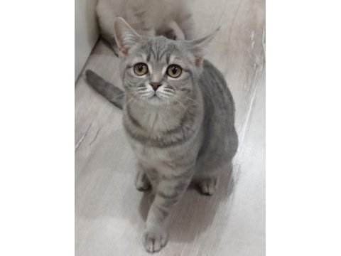 Tertemiz ev kedisi