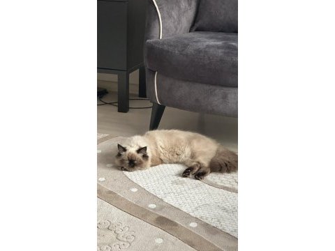 Baba iran anne himalayan cinsi dişi kedimiz