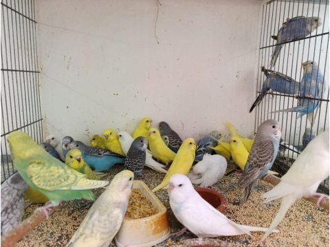 Bebek yavrular ele alışkın ısırmaz çek muhabbet kuşlar