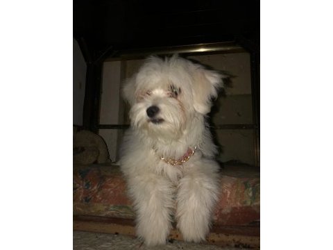 İki yaşında yetişkin erkek maltese terrier