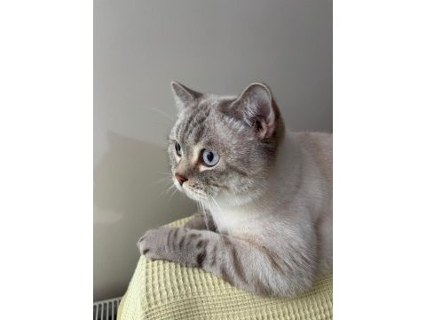 Çok tatlı ve uysal british longhair