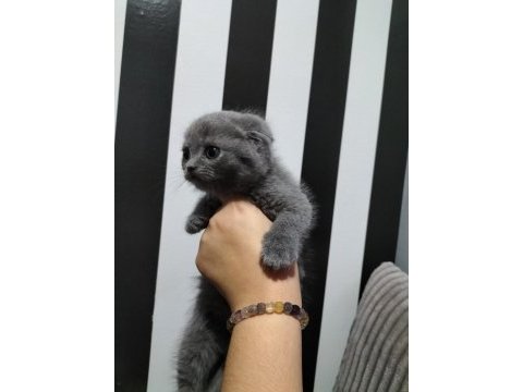 Scottish fold blue point ve gri yavrular
