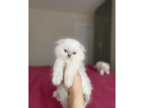 Scottısh fold longhaır yavrularım 