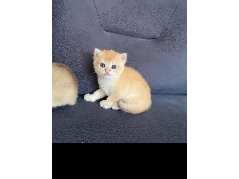 Scottish fold