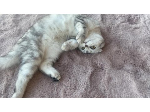 Luna çok tatlı ve sakin scottish fold