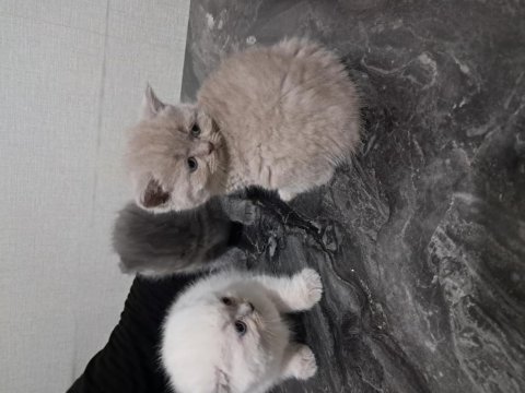 Yavru kedilerimizi sahiplendirme
