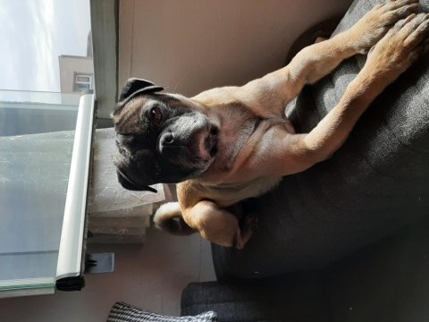 Uysal bir köpektir