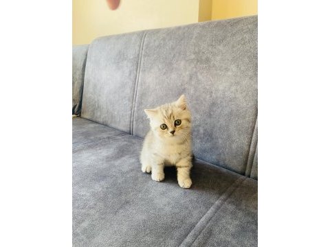 2 aylık dişi british shorthair