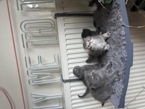 Yavru scottish fold kedilerime yuva arıyorum