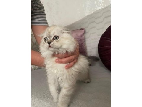 2.5 aylık scottish fold dişi
