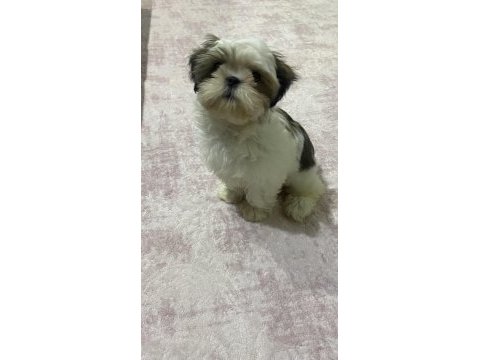 3 aylık dişi has shih-tzu