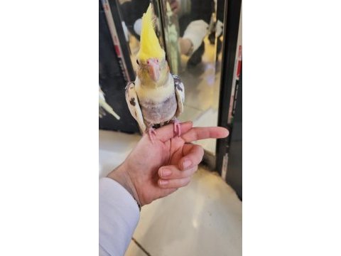 Yavru yetişkin sultan papağanı