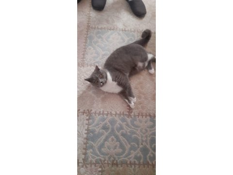 Erkek british shorthair kedime eş arıyorum