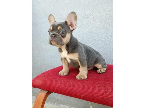 Üst düzey exotic french bulldog yavrumuz