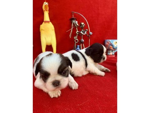 Shih tzu şitsu