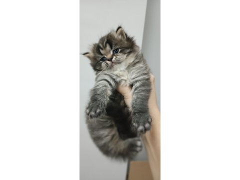 Saf british shorthair güzellik yeni yuvasını arıyor