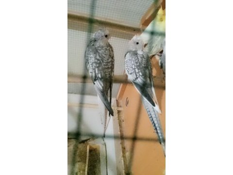 Ev üretimi sultan papağanı yavrular