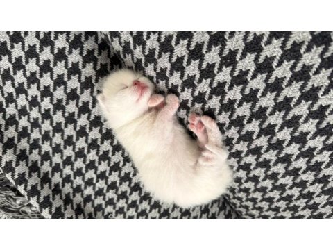 1 aylık kırık kulak scottish fold