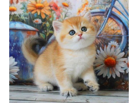 Sarı kürklü golden british shorthair
