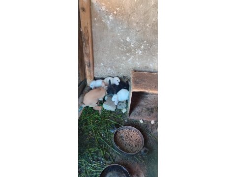 Hollanda lop ve aslanbaş tavşanı