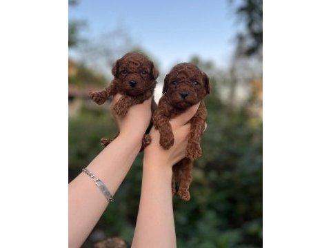 Toy poodle bebekler