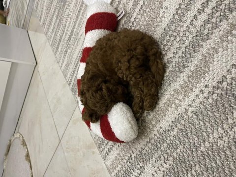 Toy poodle çok akıllı bir kuzucuk