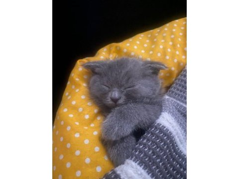2 aylık scottish fold duman