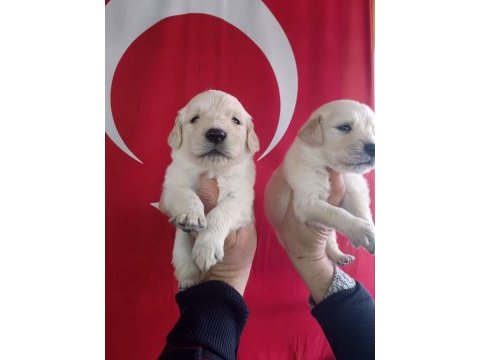 Golden retriever yavrularımız ırk garantilidir