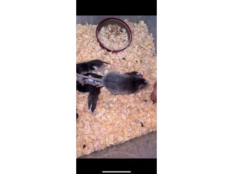 5 adet erkek rat yavrusu