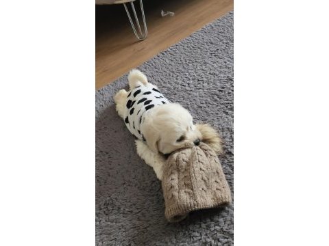 2 aylık maltipoo 0 boy