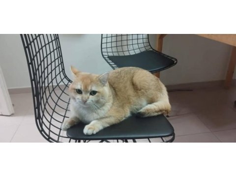 British longhair golden kedim