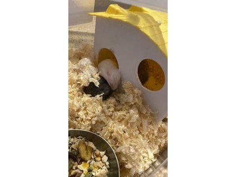 Yavru gonzales hamster