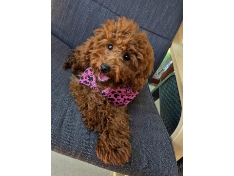 6 aylık dişi poodle