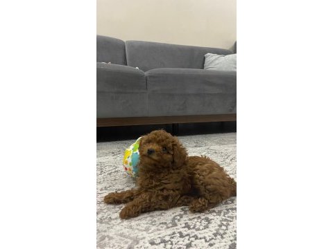 Poodle köpeğimize yeni yuvasını arıyoruz