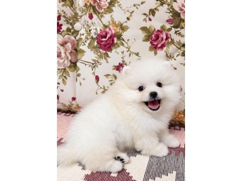 Gülen yüz ayı surat pomeranian boo